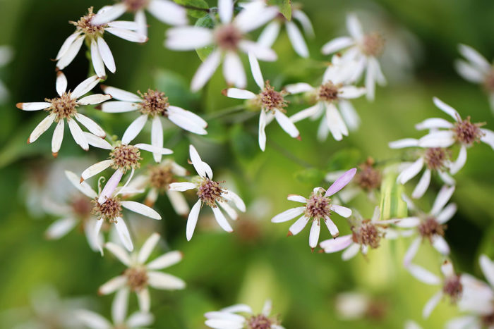 Wood aster