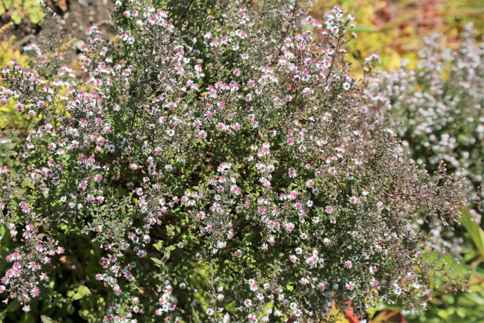 ‘Prince’ aster