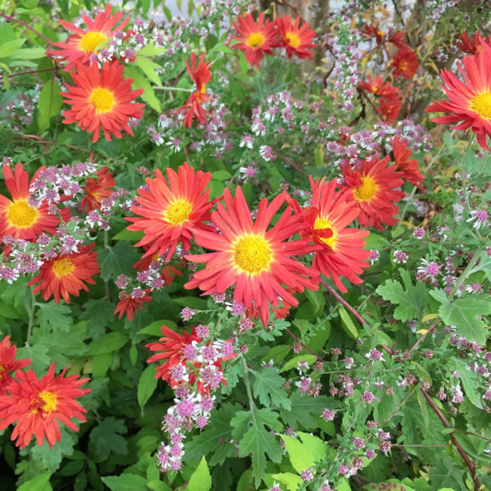 garden mums