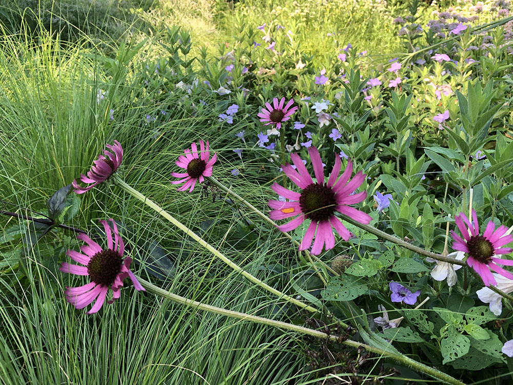 Tennessee coneflower