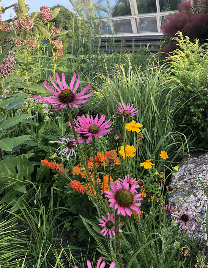 Tennessee coneflower