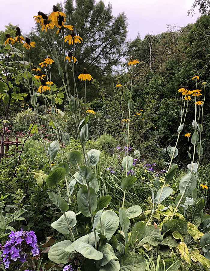 giant coneflower