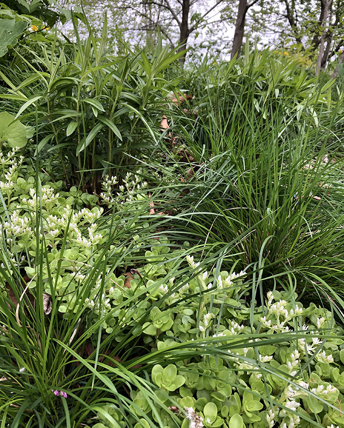 three-leaved stonecrop