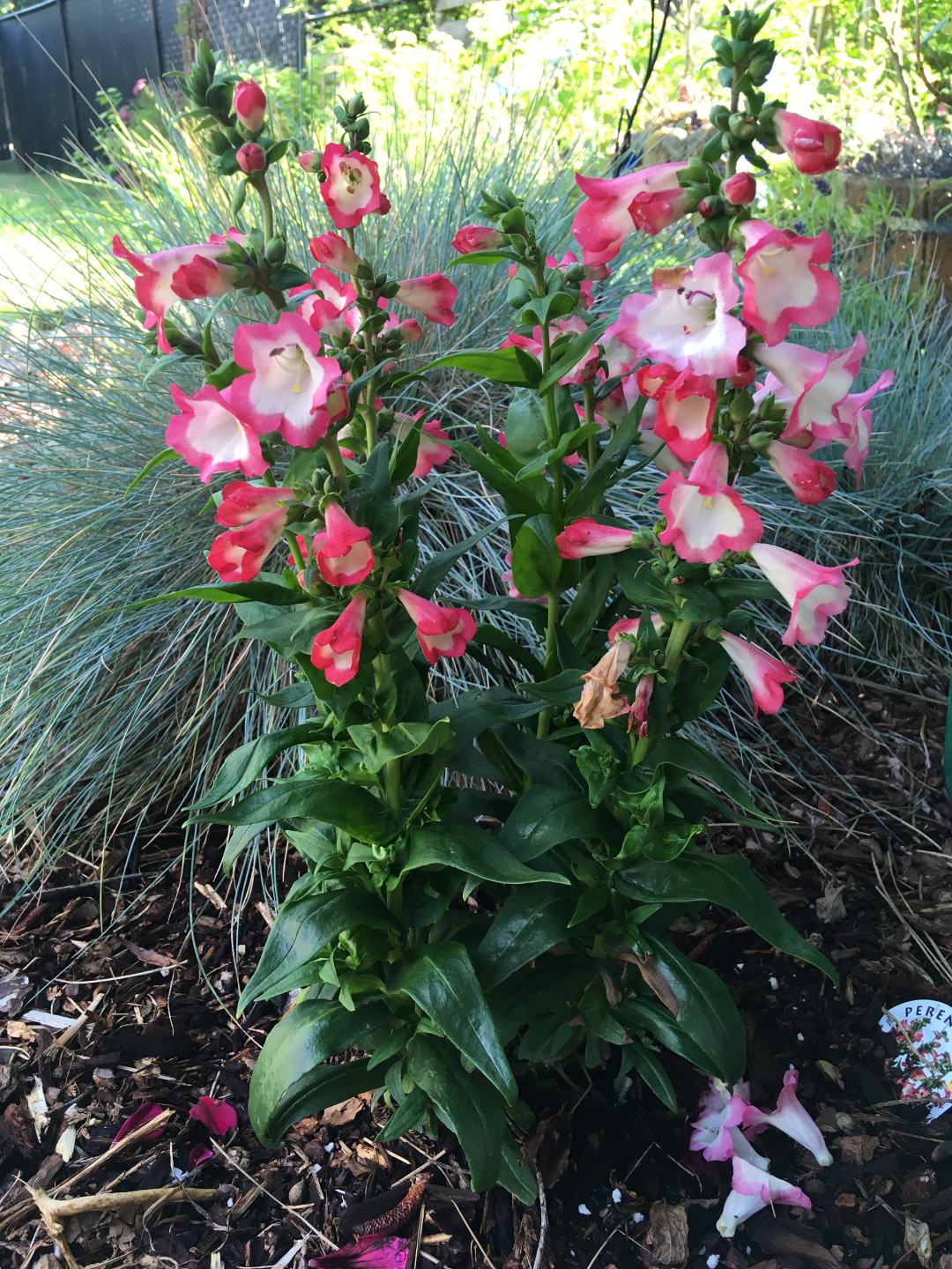 Penstemon ‘Pink Pep Talk’