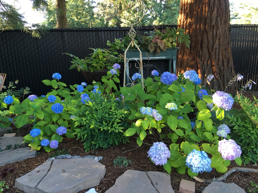 Endless Summer hydrangeas