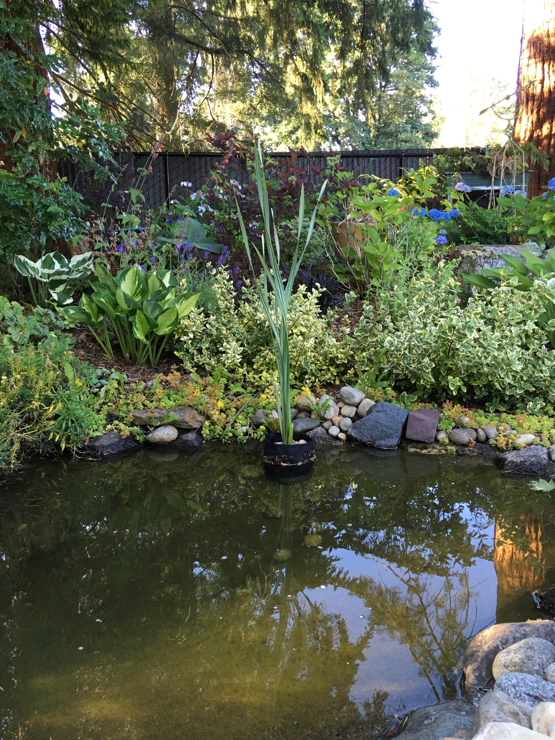 garden pond