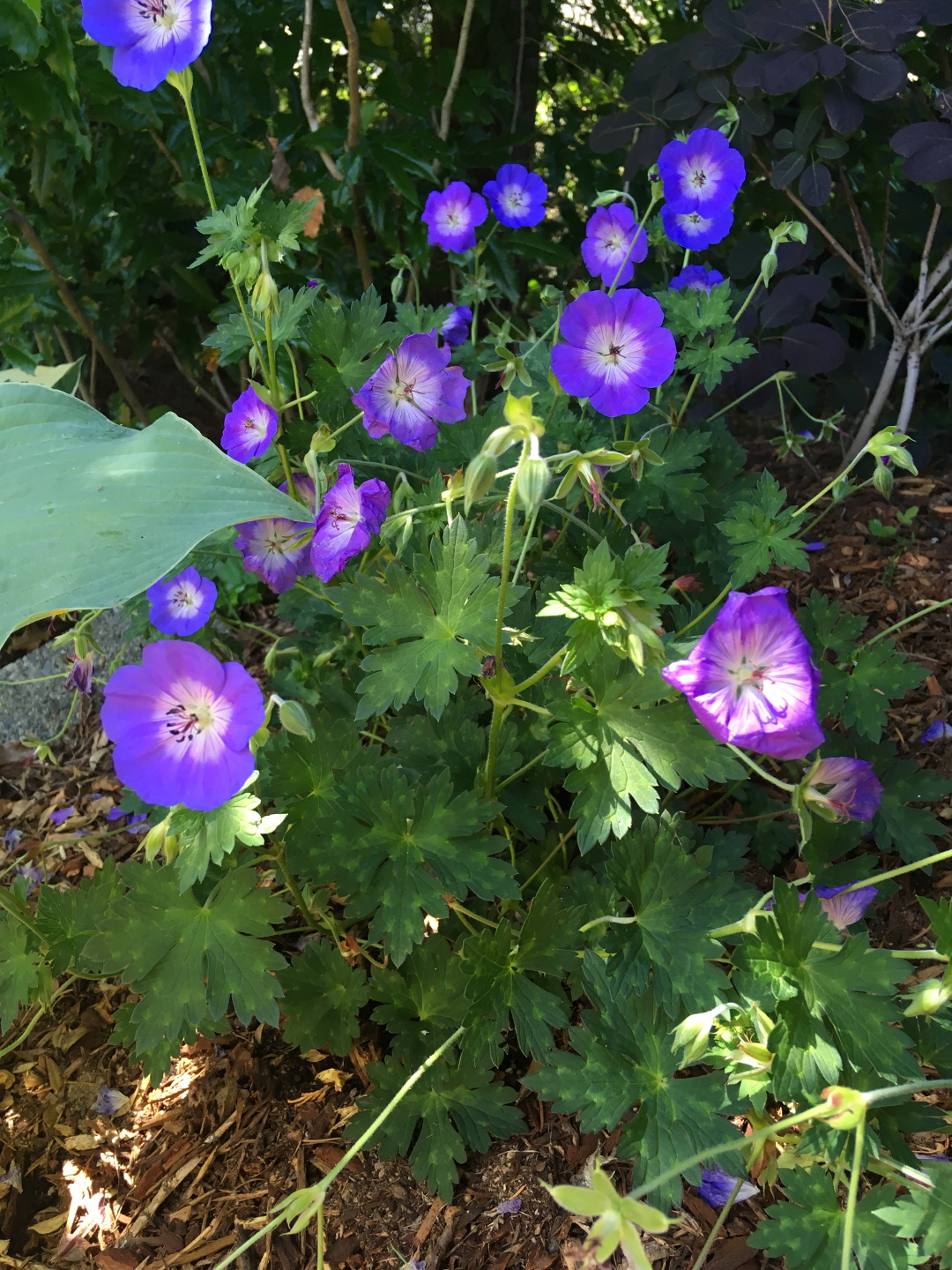 Geranium 'Rozanne'