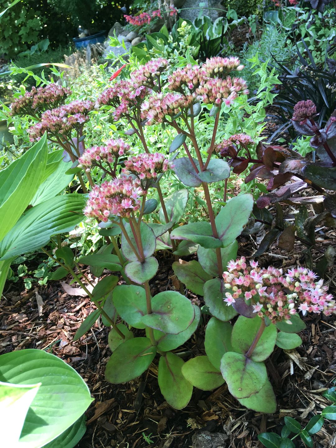 Sedum ‘Matrona’