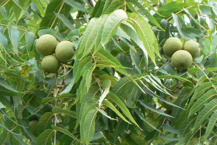 Black walnut tree