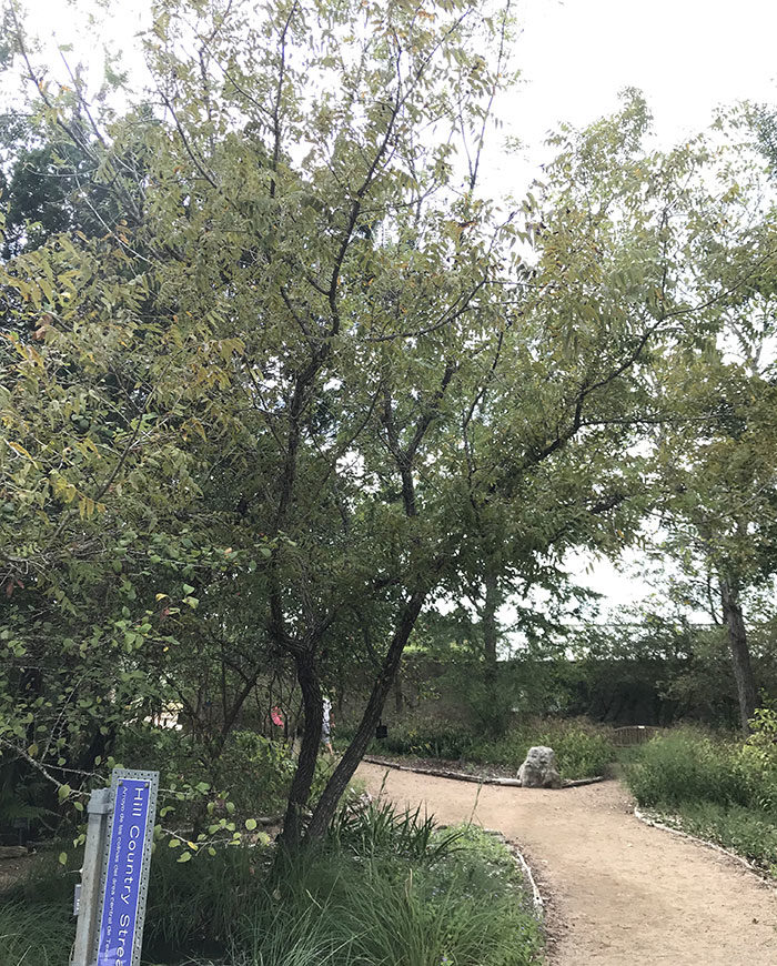 Texas black walnut tree