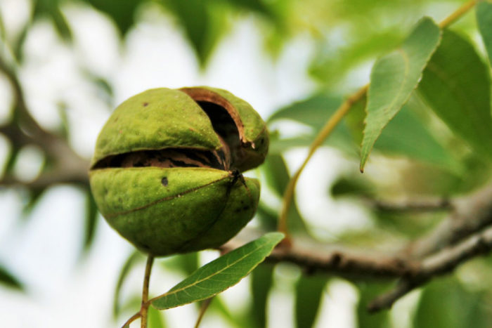 Pecan nut ripening