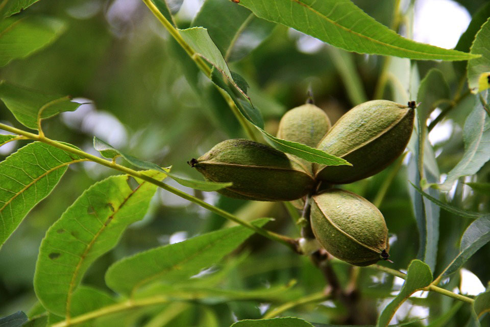 Large Round Tree Nuts