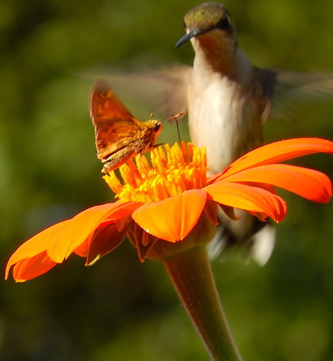 Mexican sunflower