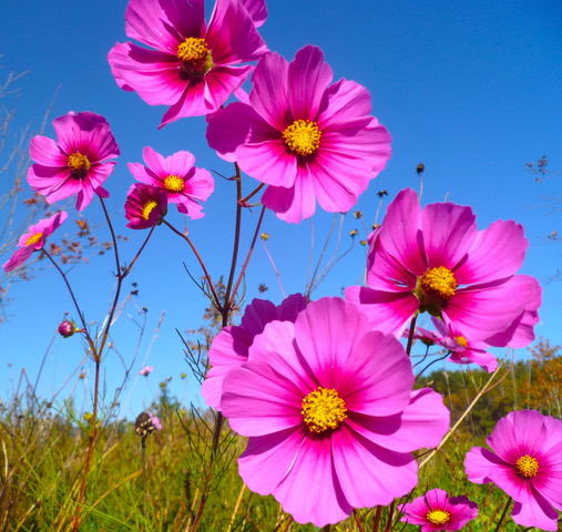 pink cosmos