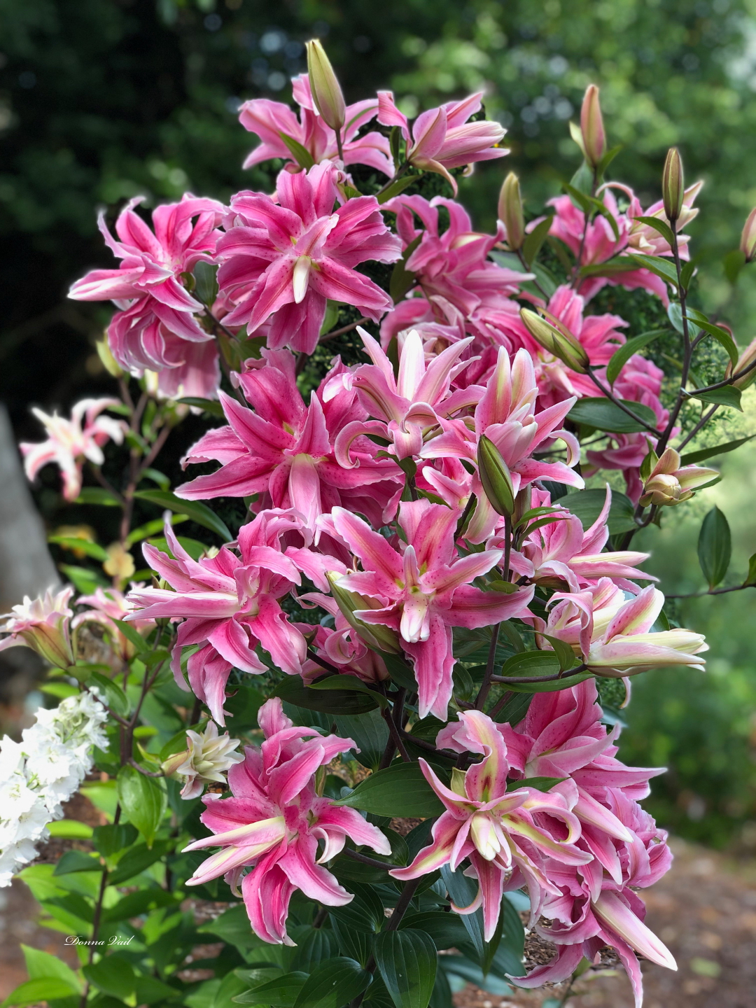 double flowered oriental lily