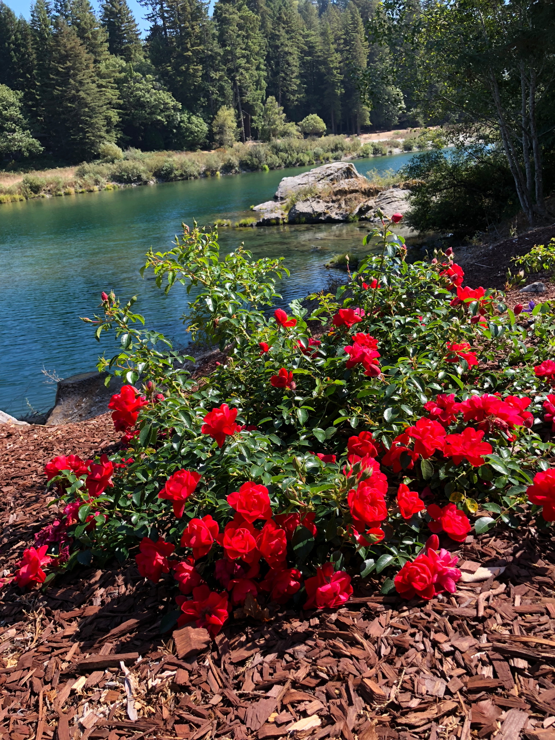 red roses