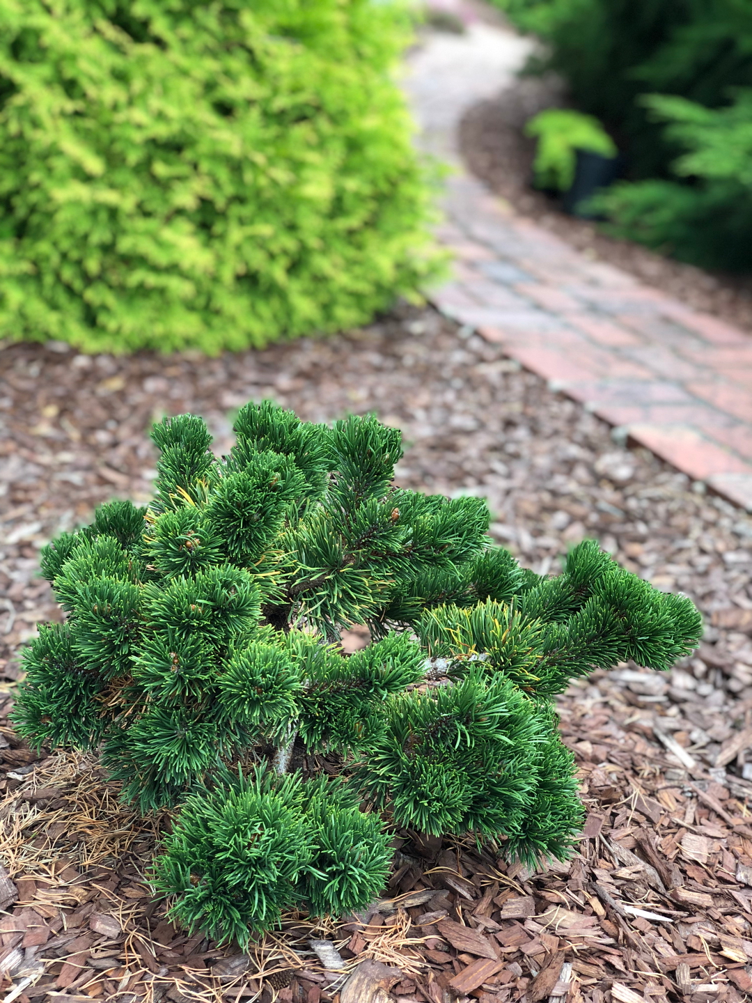 miniature conifers