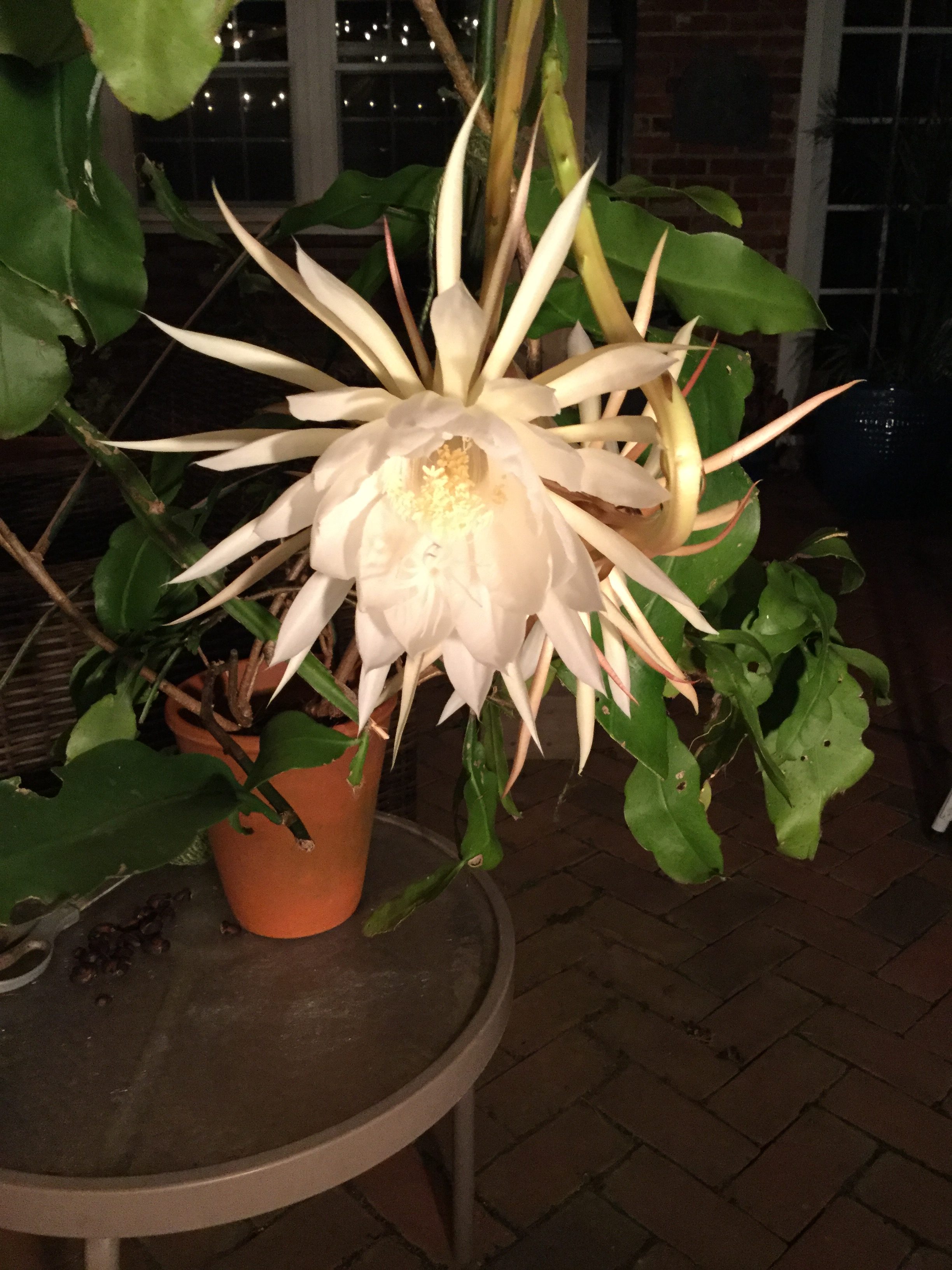 night blooming cereus