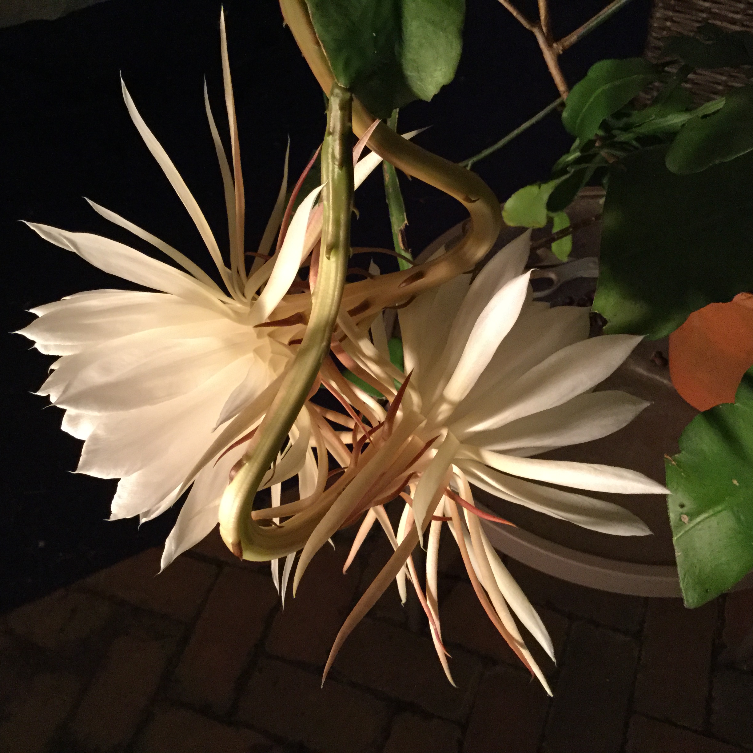 night blooming cereus