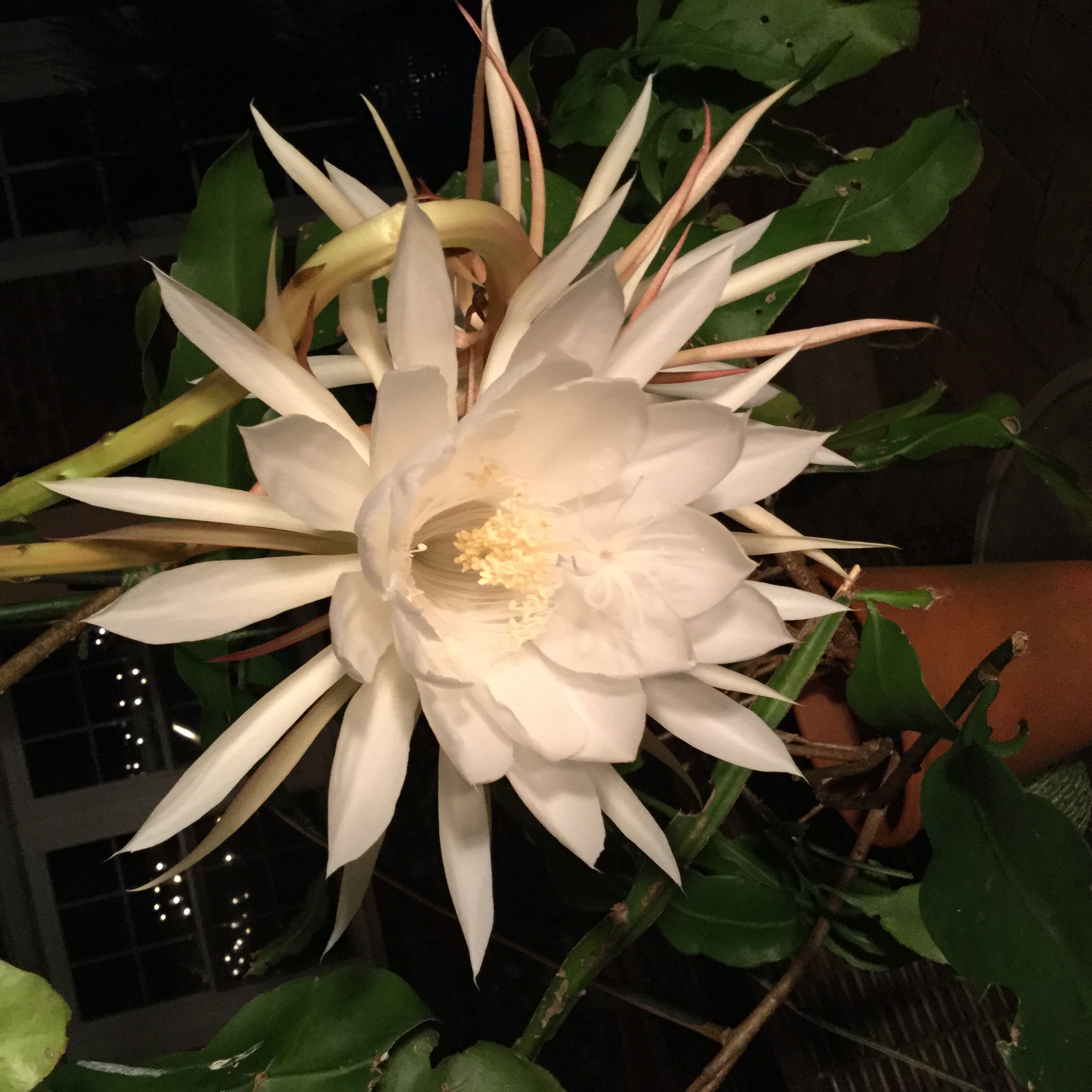 night blooming cereus