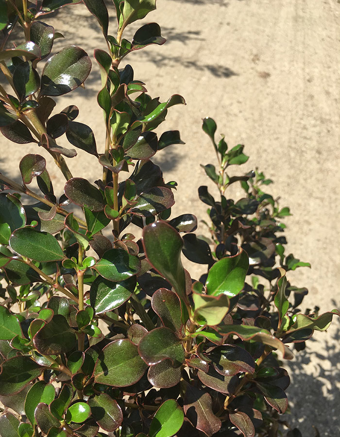 ‘Plum Hussey’ mirror plant