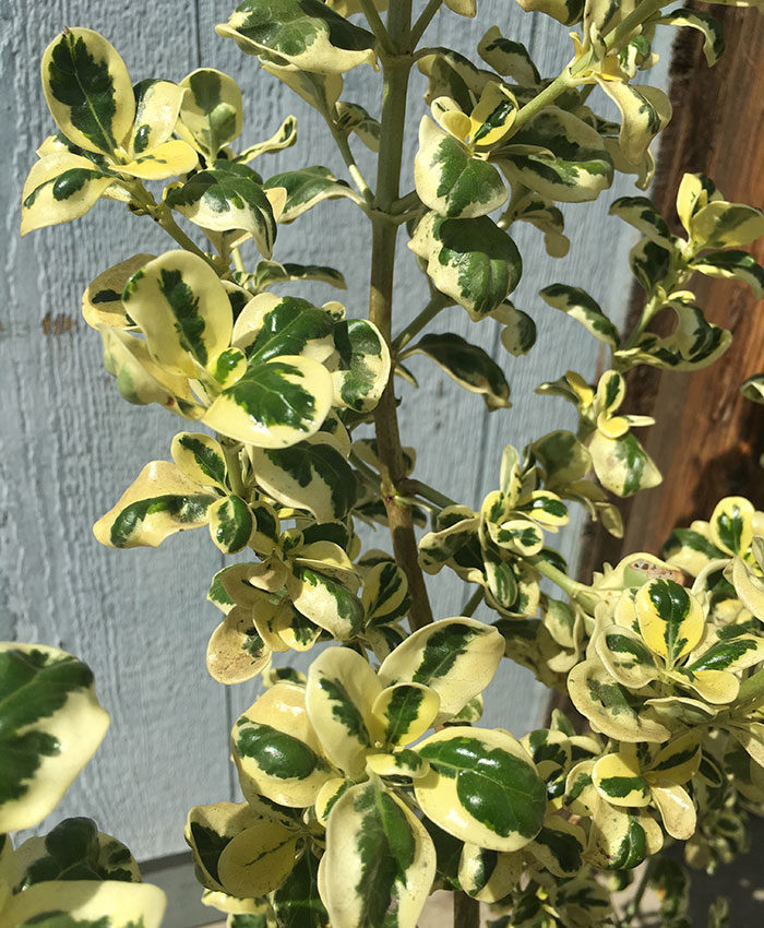 Dwarf variegated mirror plant