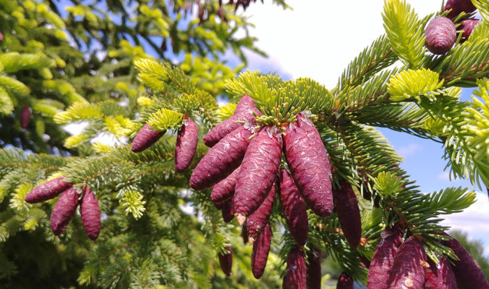 Black Hills spruce