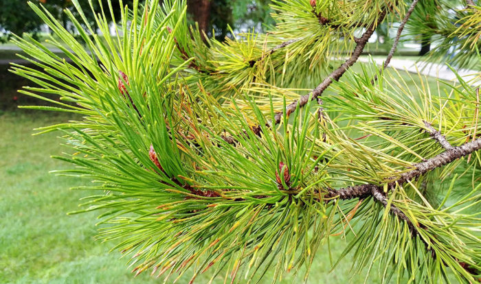 Lodgepole pine needles