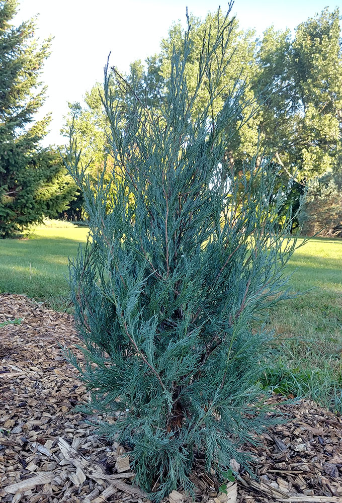 Rocky Mountain juniper