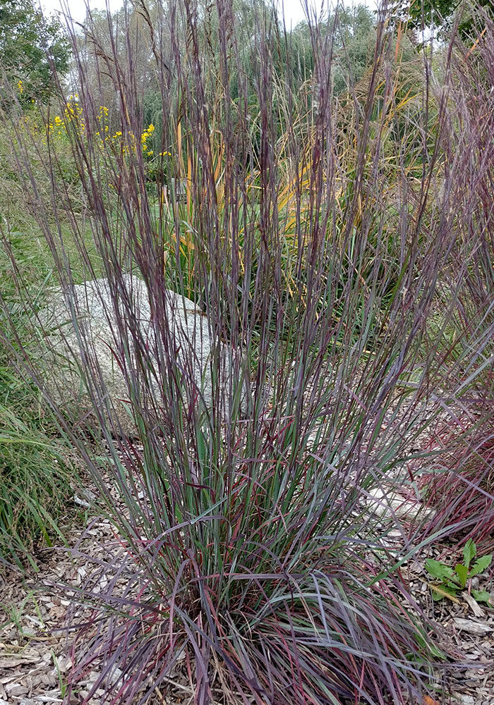 Blue Heaven™ little bluestem