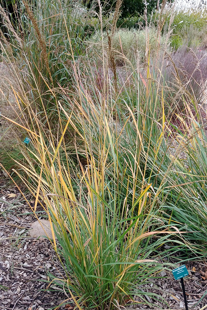 Indian grass