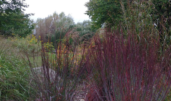 native ornamental grasses