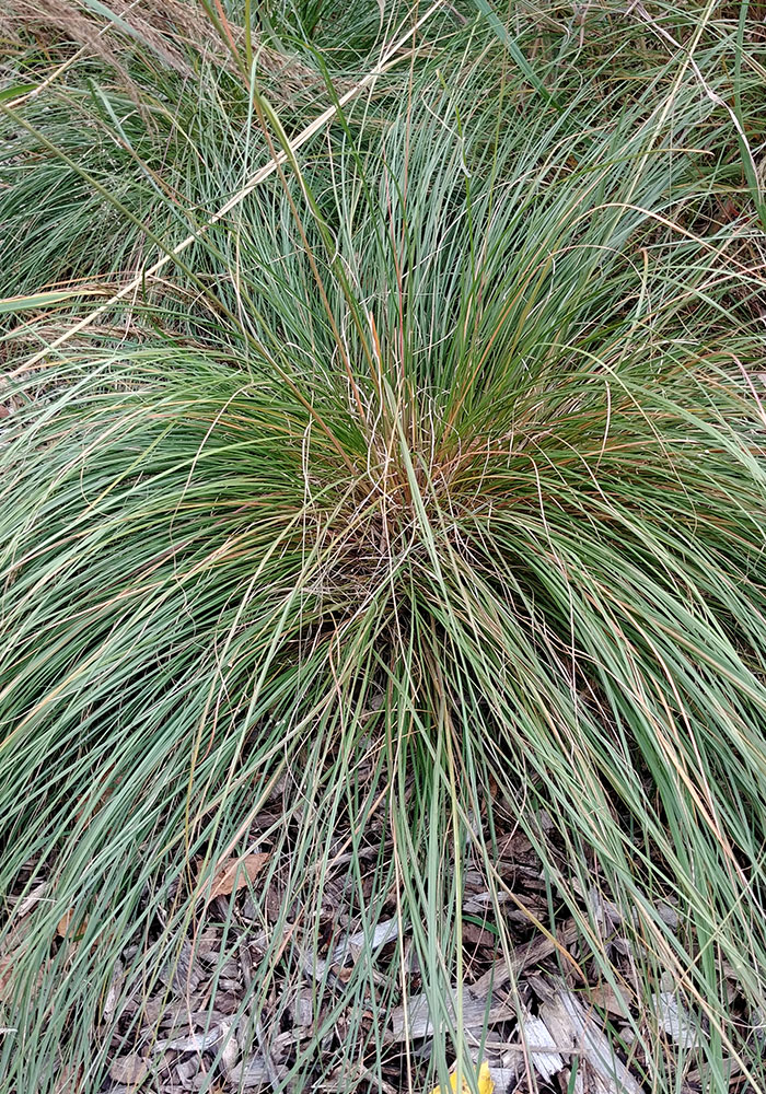 Prairie dropseed