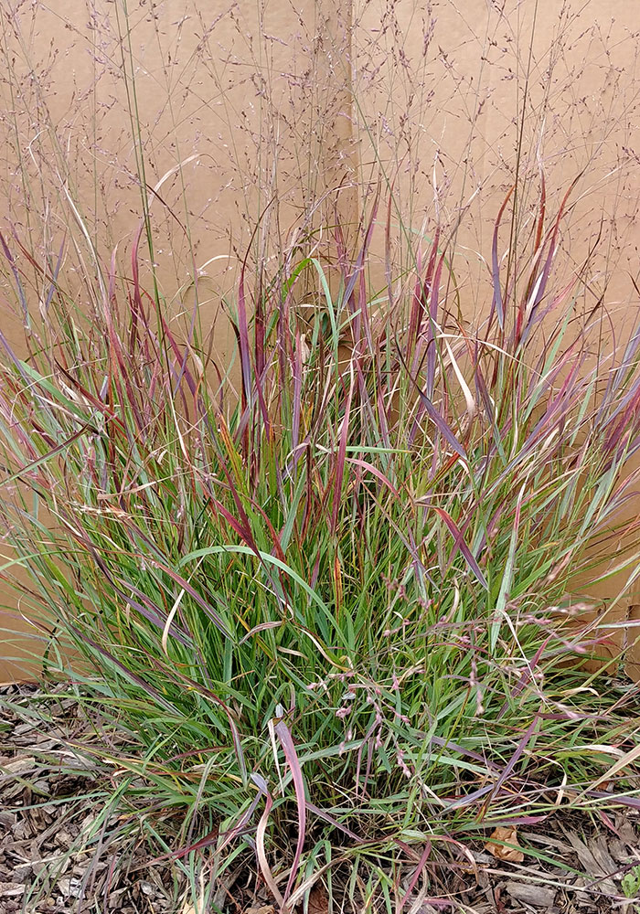 Prairie Winds® ‘Cheyenne Sky’ switch grass