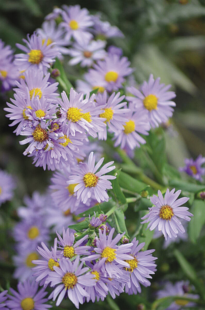 Smooth blue aster