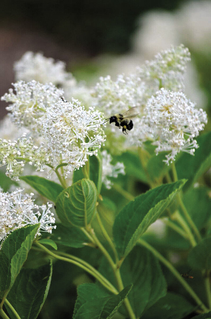 Bumblebee near New Jersey tea