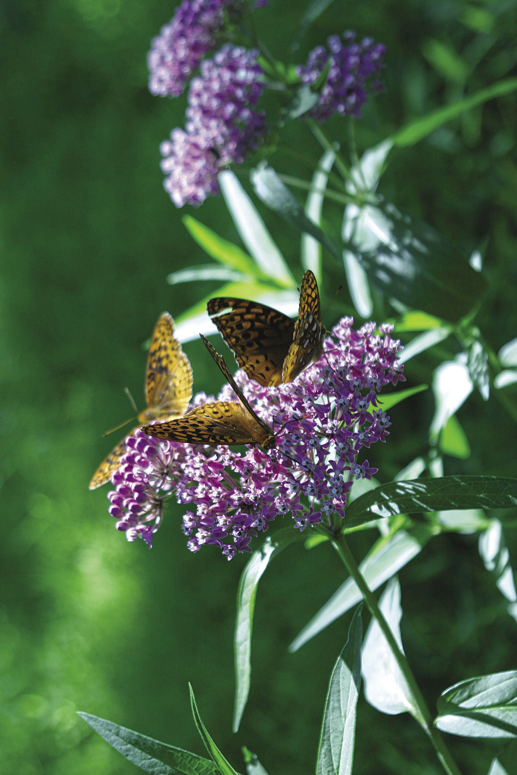 Butterflies on rose milkweed