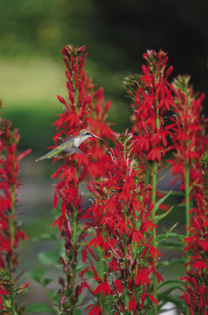 Bird on Cardinal flower