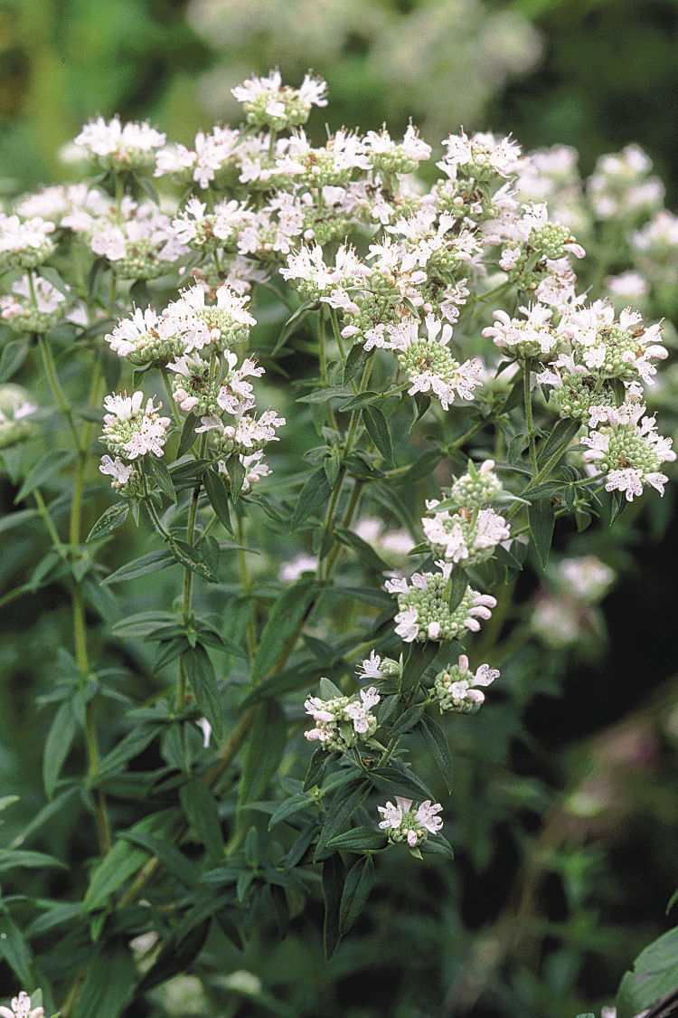 Hairy mountain mint