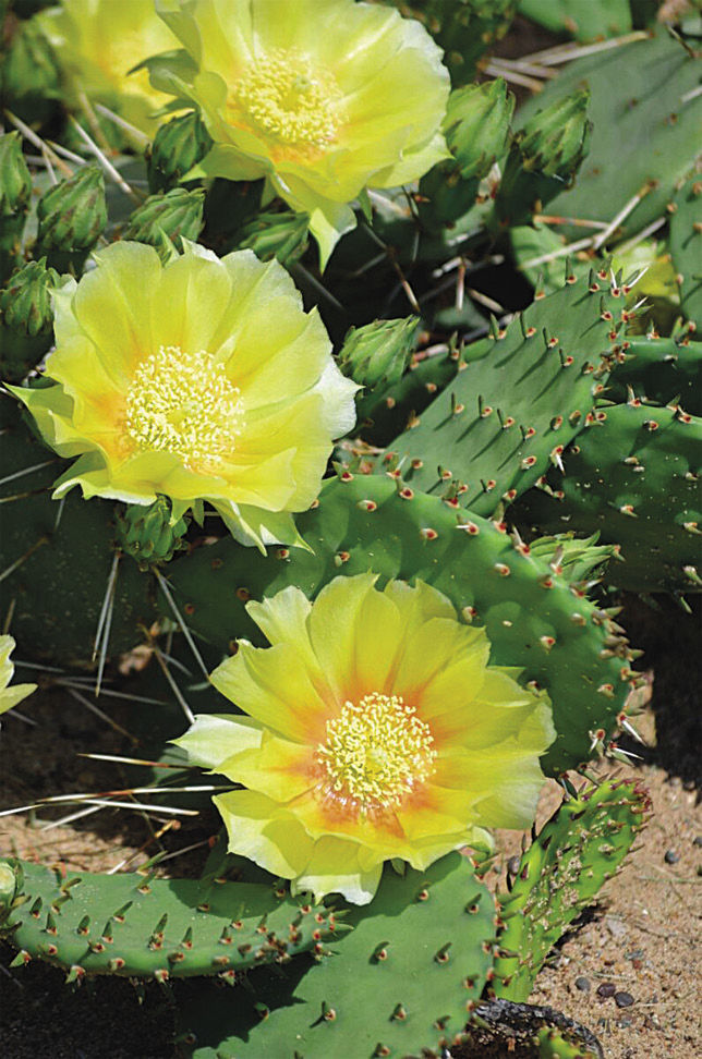 Eastern prickly pear cactus