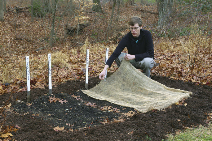 Man putting burlap over seedlings planted in rows