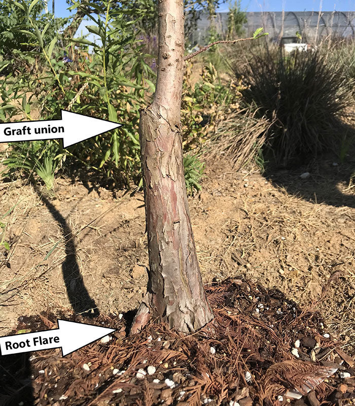 graft union and root flare