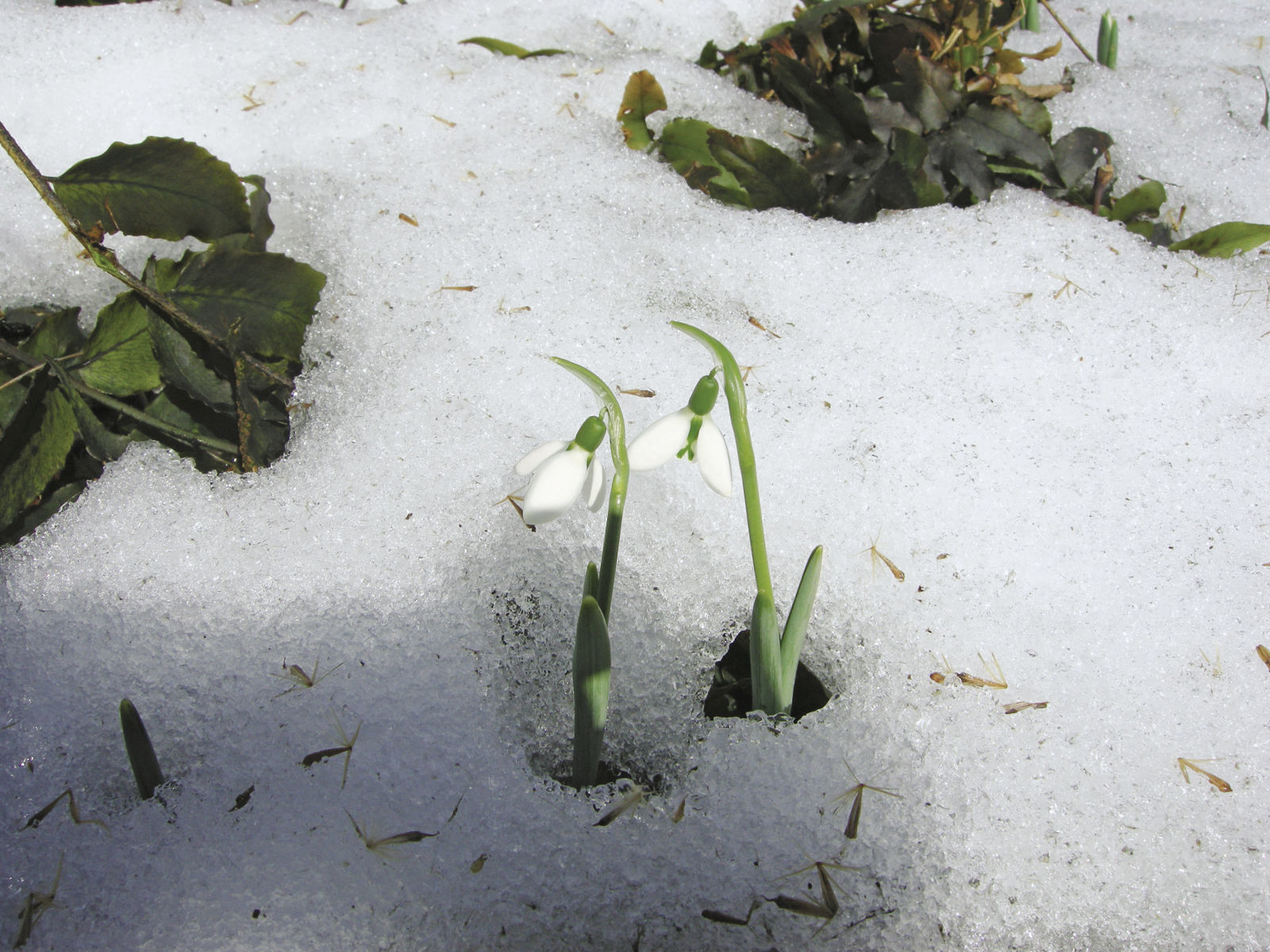 snowdrops coming up in the snow