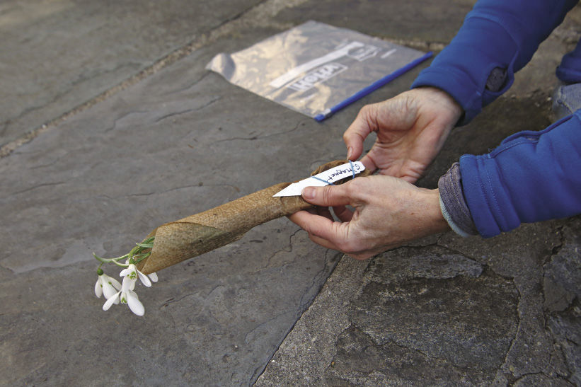 A snowdrop "in the green" ready to be planted