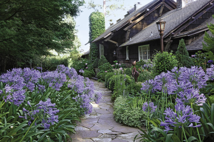 Garden pathway in front of the house with boxwoods and agapanthus