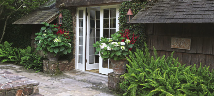 Creeping fig helps transition the end of a hedge and the start of the house. 