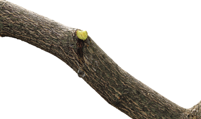 Sap dripping from a freshly pruned tree