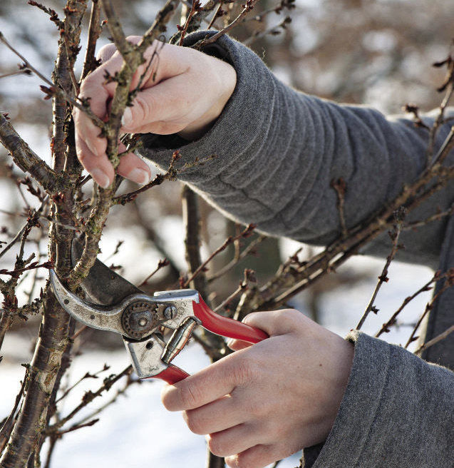 pruning shears cutting off a branch in the cold