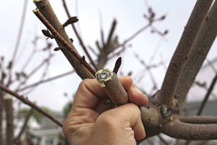 a freshly pruned cut tree branch 