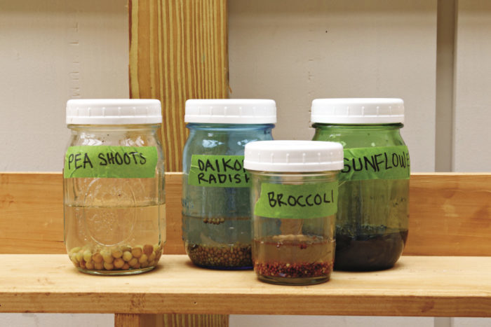 soak your seeds for better germination 